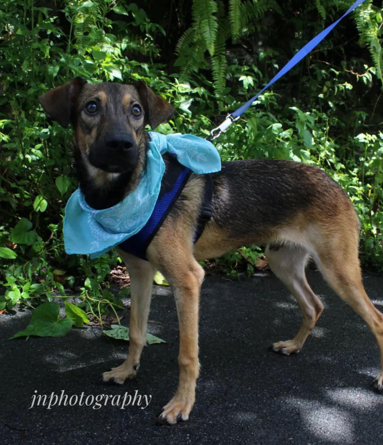 Enlarge MONET the Jewel "We will love." (Out of town)), a Adoptable mixed breed in New York, NY image 2/2