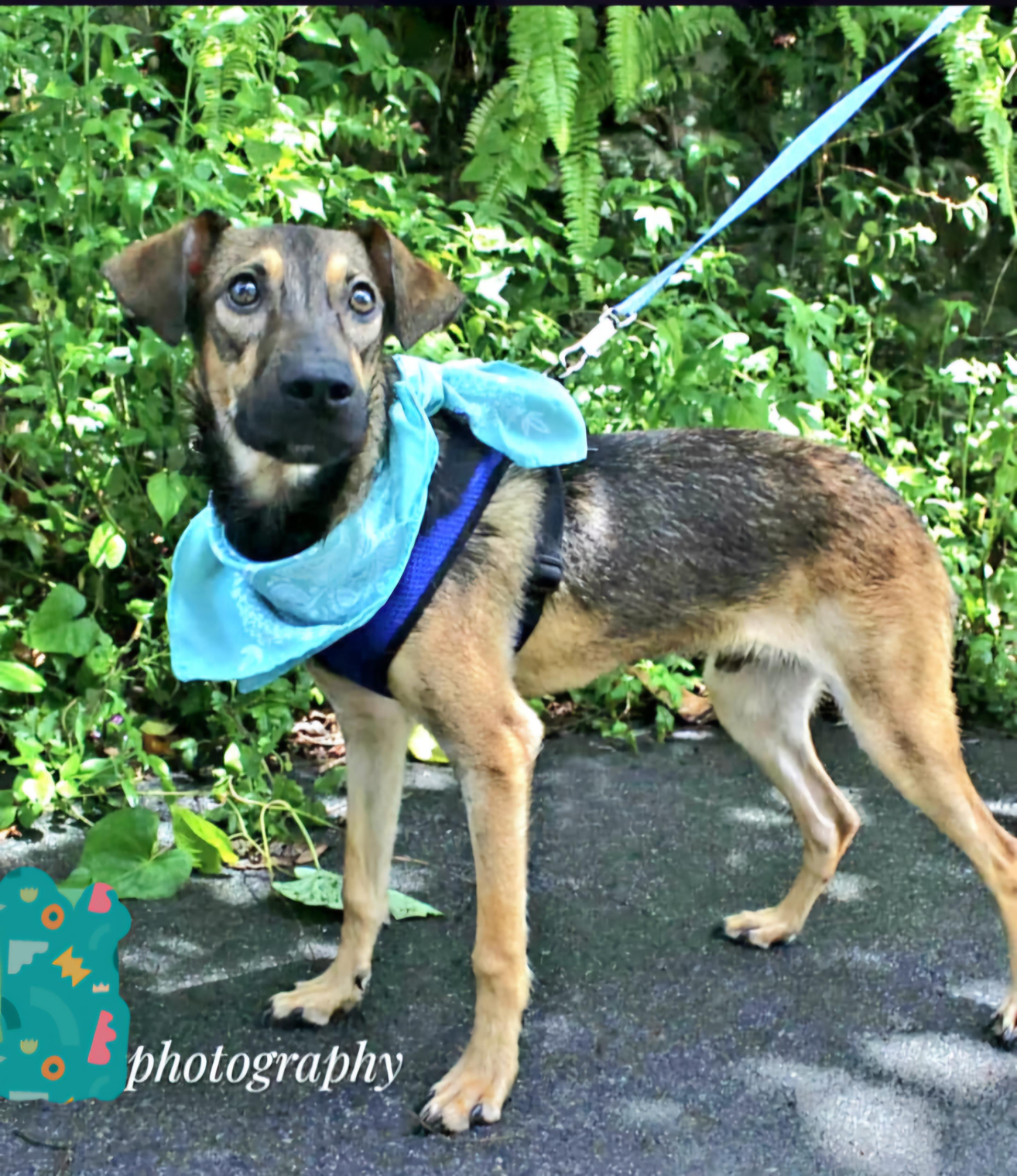 Enlarge MONET the Jewel "We will love." (Out of town)), a Adoptable mixed breed in New York, NY image 1/2