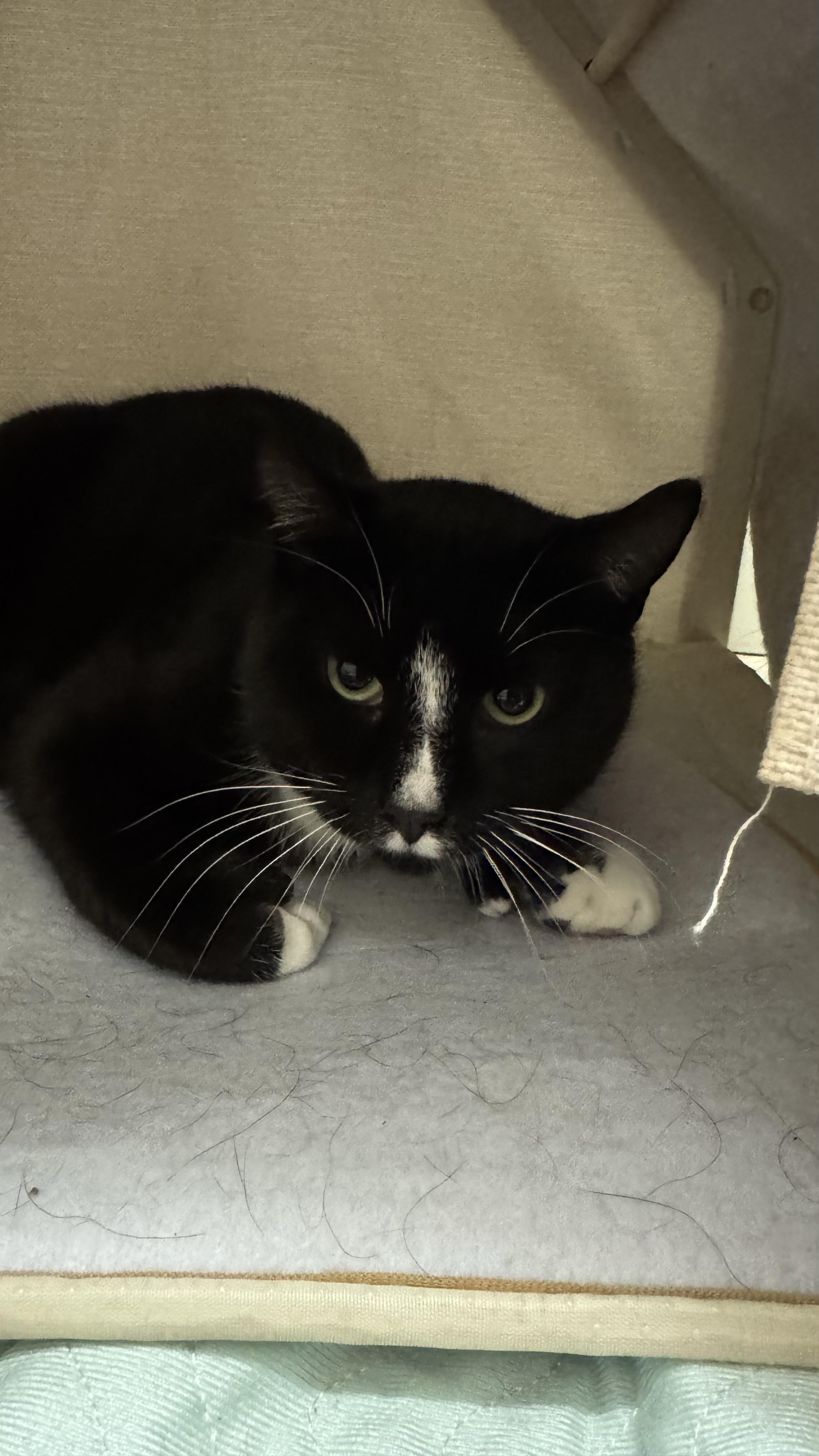 Mr. Penguino , adoptable, Adult Male Domestic Short Hair.