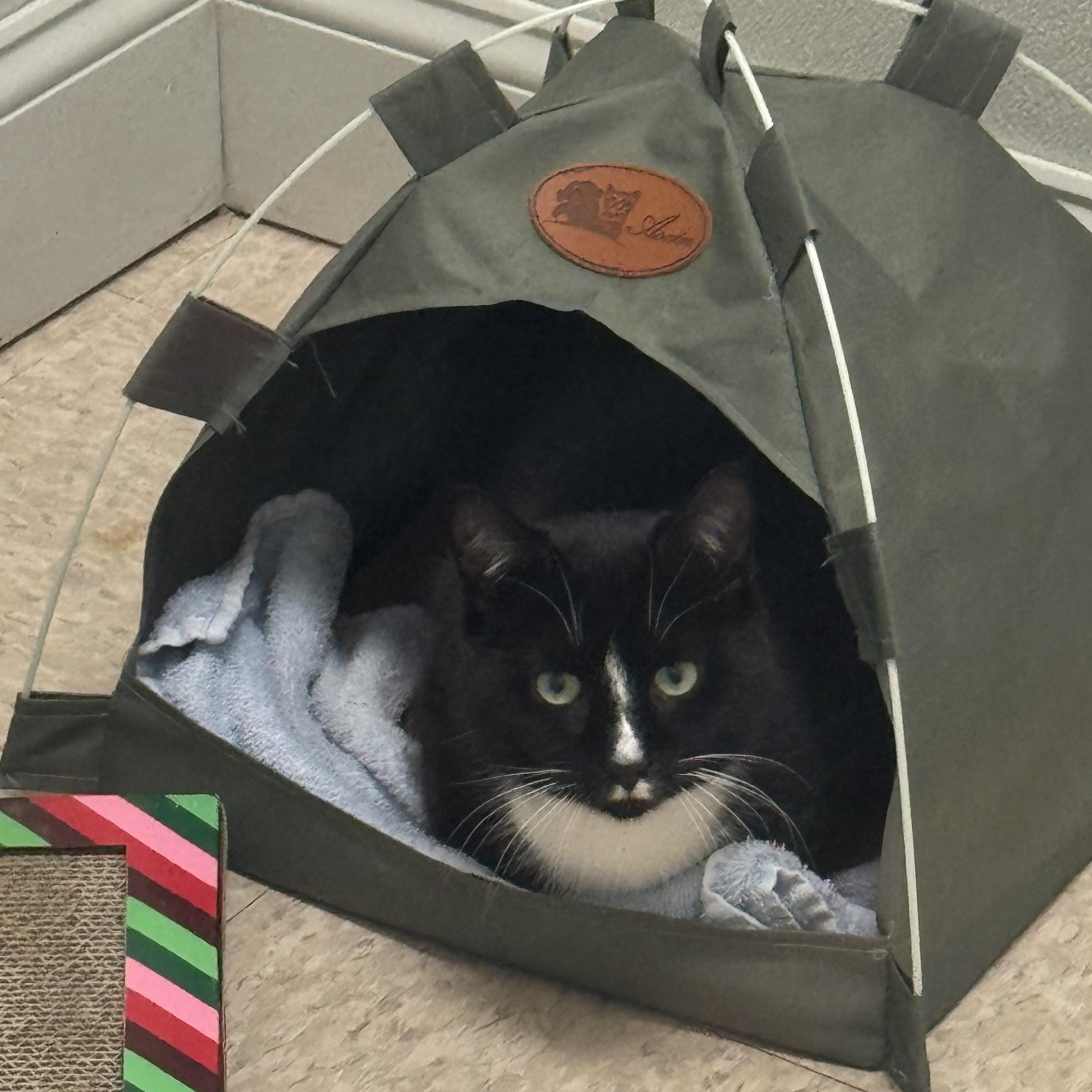 Mr. Penguino , an adoptable Domestic Short Hair in Fall River, MA image 4/4