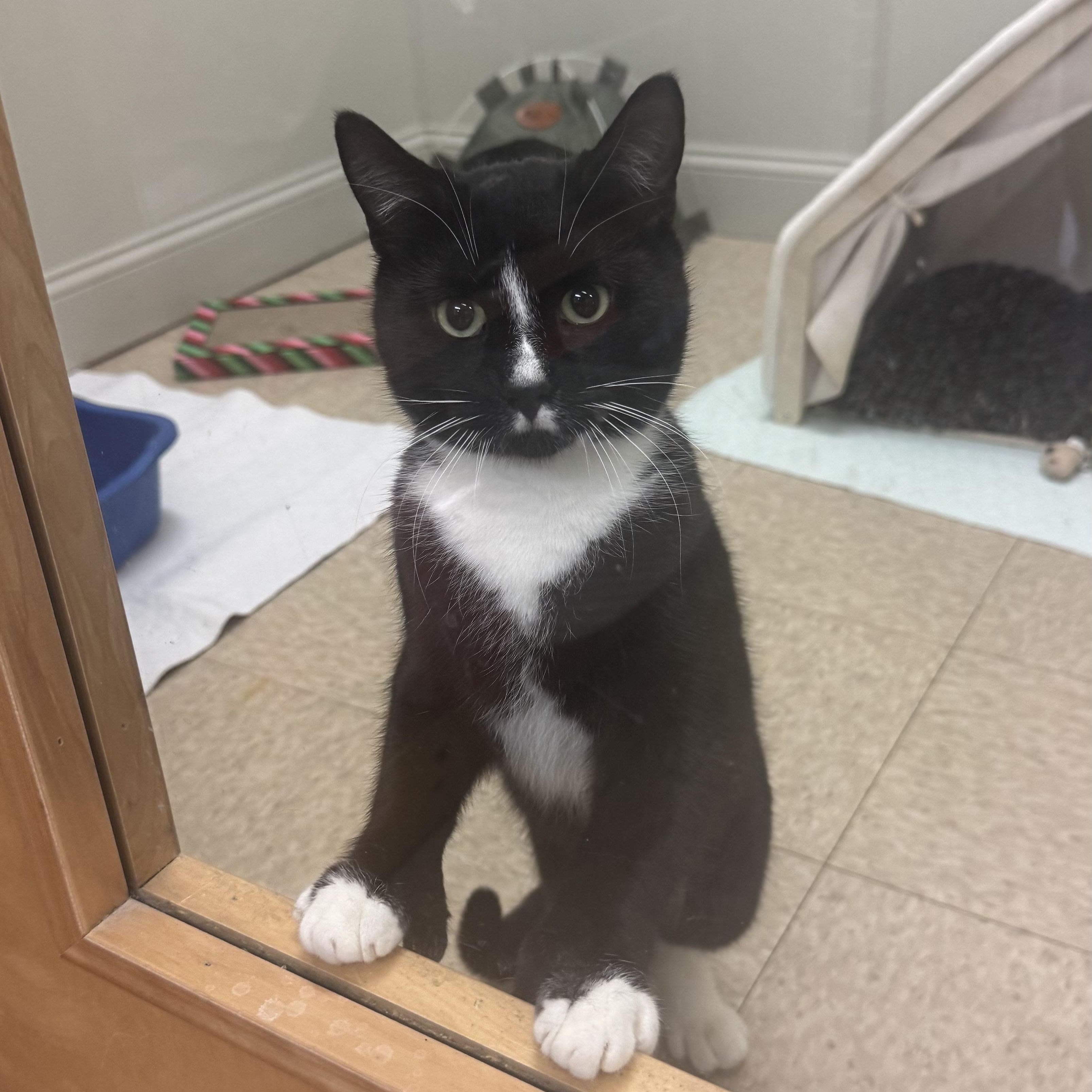 Mr. Penguino , an adoptable Domestic Short Hair in Fall River, MA image 2/4