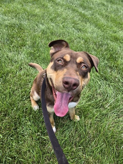 LL DROOL J, Adoptable, Young Male Labrador Retriever & Pit Bull Terrier.