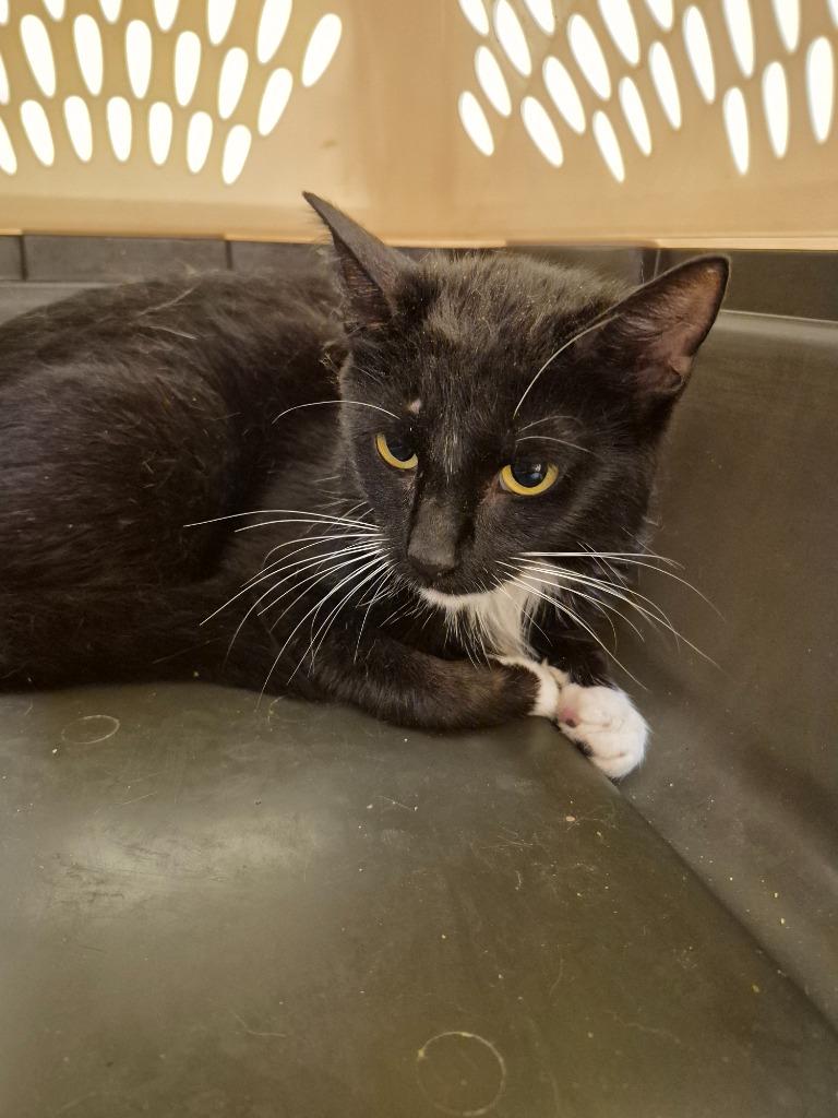 MOON PIE, Adoptable, Young Female Domestic Short Hair.