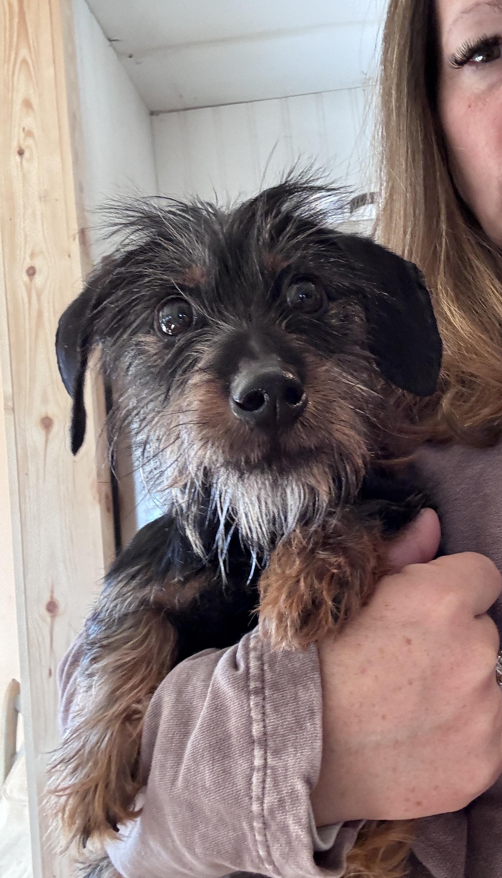 Enlarge Rolo, an adoptable mixed breed in SYLVANIA, GA image 4/5