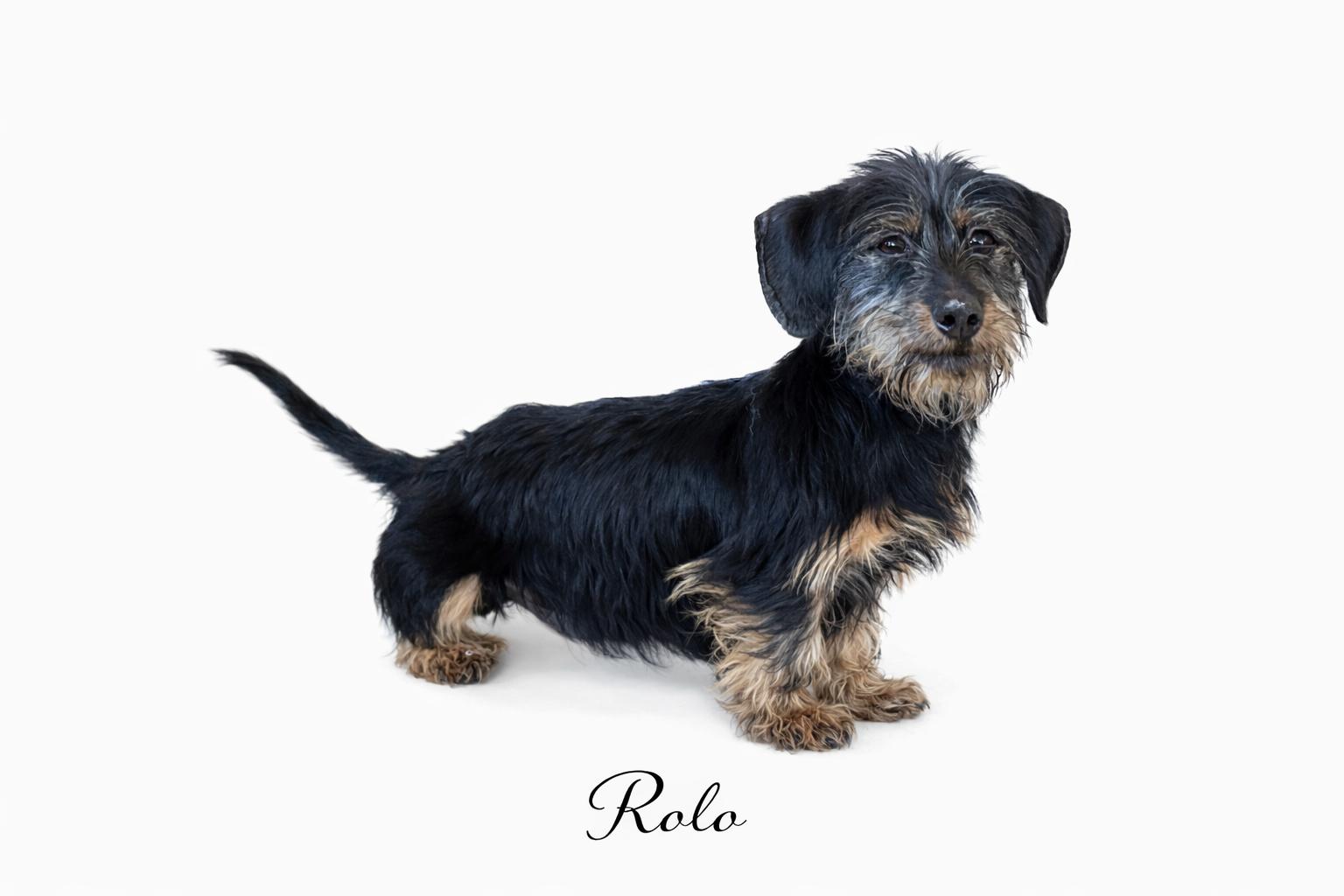 Enlarge Rolo, an adoptable mixed breed in SYLVANIA, GA image 3/5