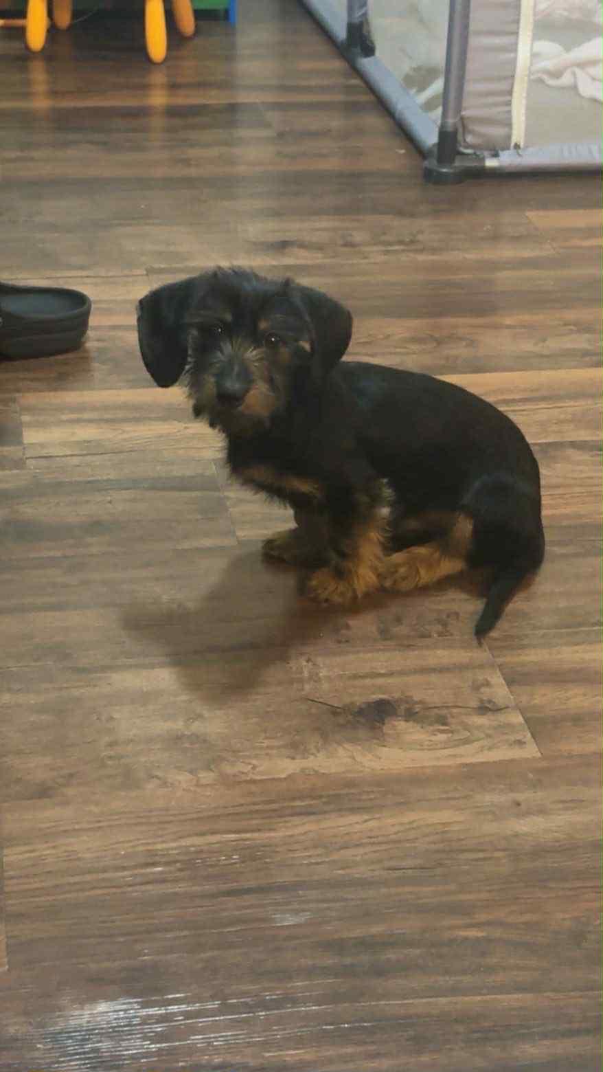 Enlarge Rolo, an adoptable mixed breed in SYLVANIA, GA image 5/5