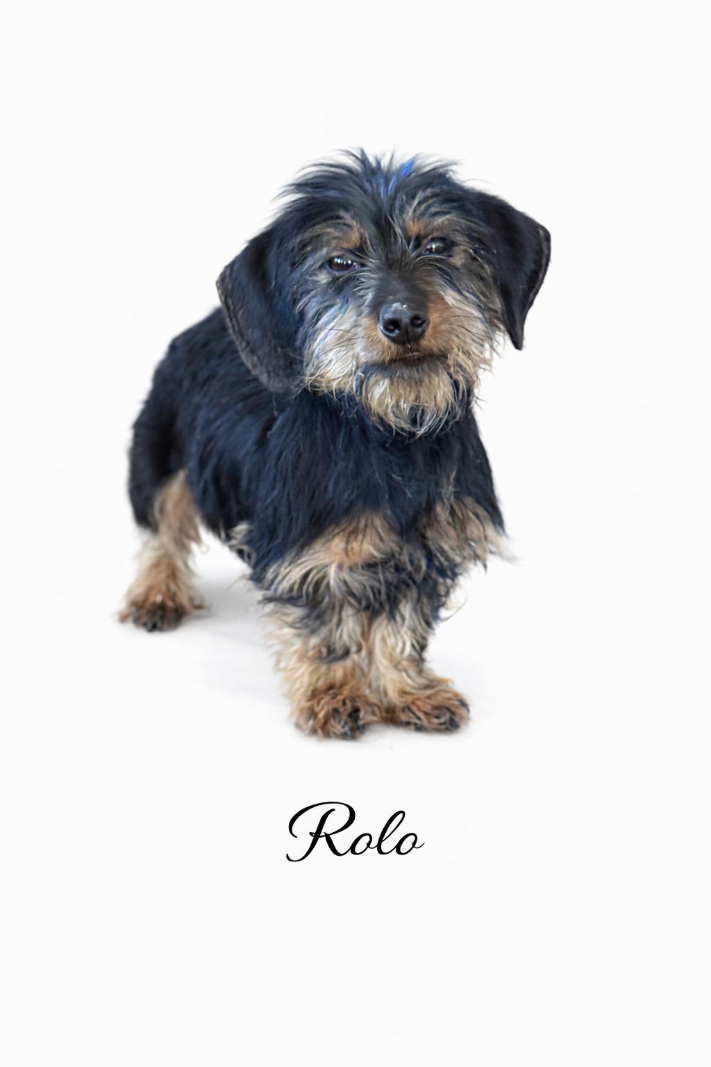 Rolo, adoptable, Young Male Yorkshire Terrier & Dachshund.