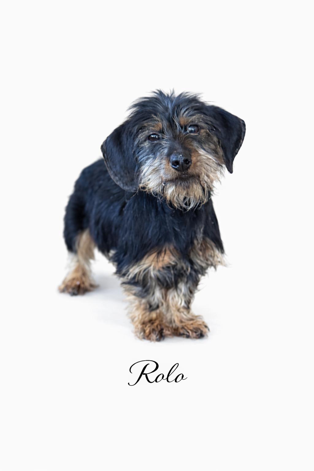 Enlarge Rolo, an adoptable mixed breed in SYLVANIA, GA image 2/5