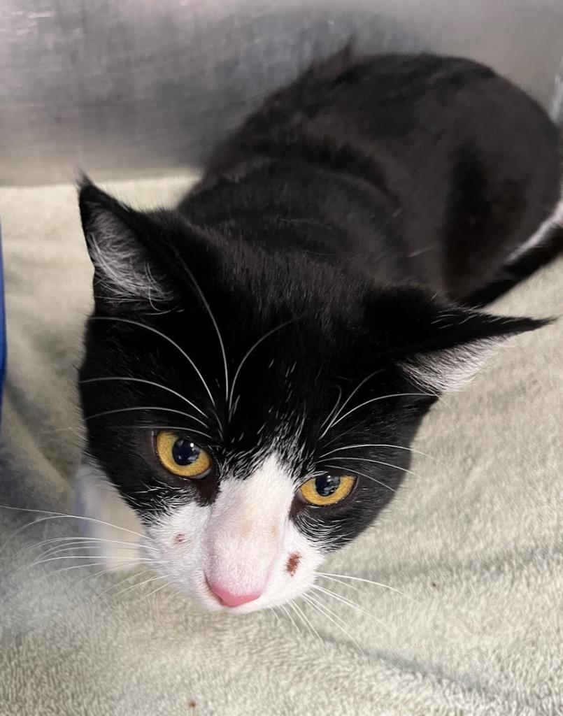 Stewart, Adoptable, Young Male Domestic Short Hair.