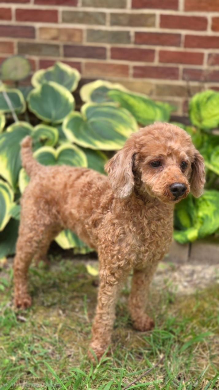 Enlarge Blanche-ADOPTION PENDING, a Adopted Miniature Poodle in Bridgeton, MO image 3/3