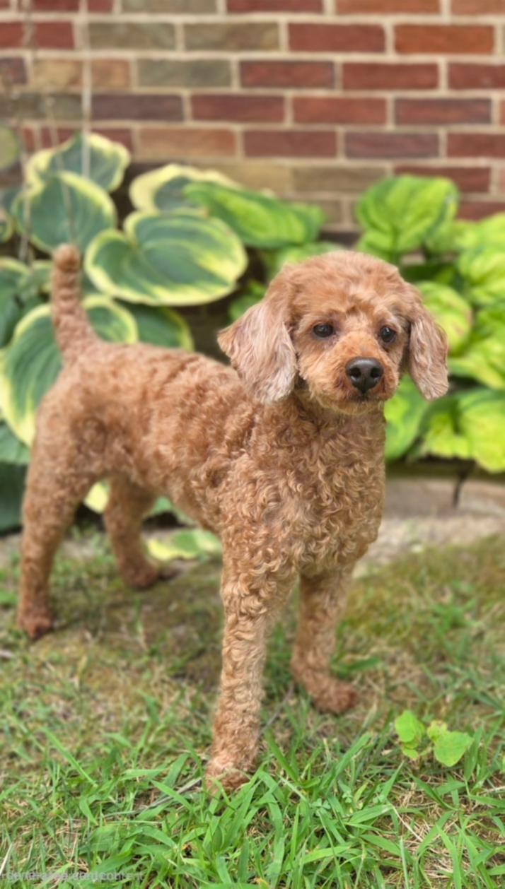 Enlarge Blanche-ADOPTION PENDING, a Adopted Miniature Poodle in Bridgeton, MO image 2/3