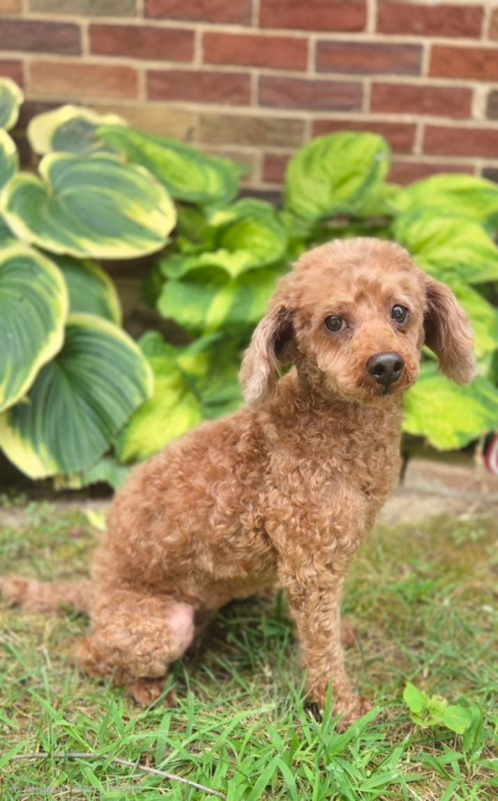 Blanche-ADOPTION PENDING, Adopted, Adult Female Miniature Poodle.