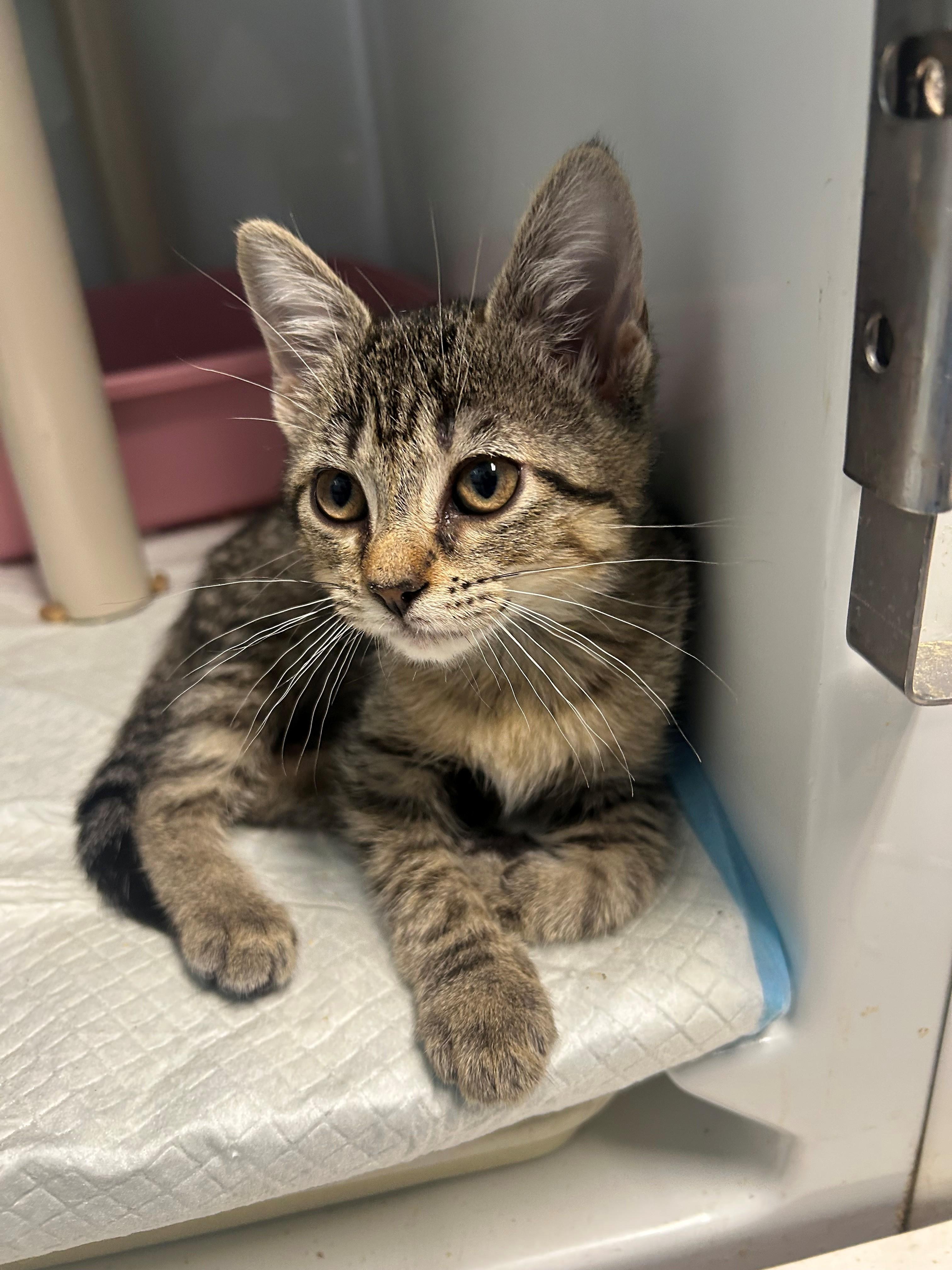 Enlarge Maple, an adopted Domestic Short Hair in Margate, FL image 1/1