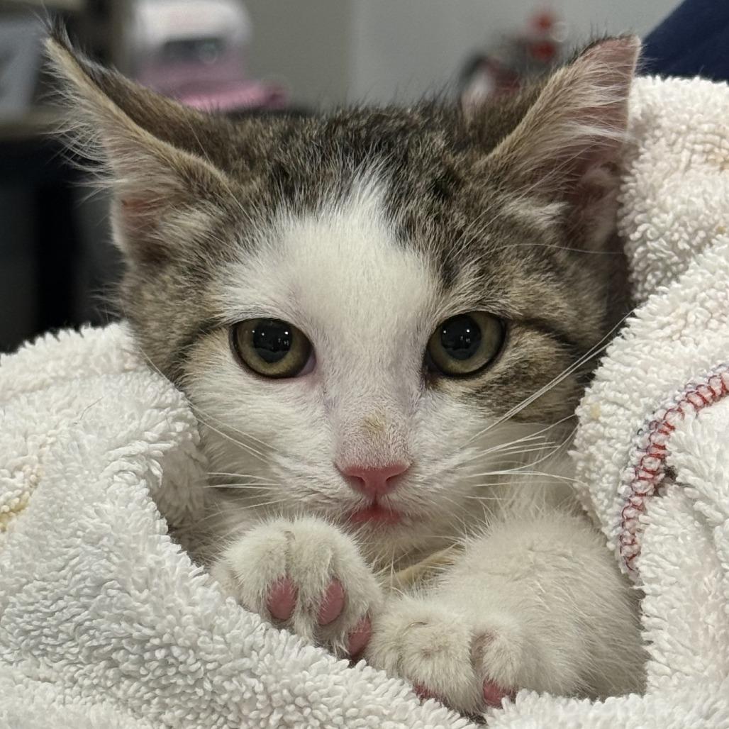 Spicy Mayo — thumbnail 2