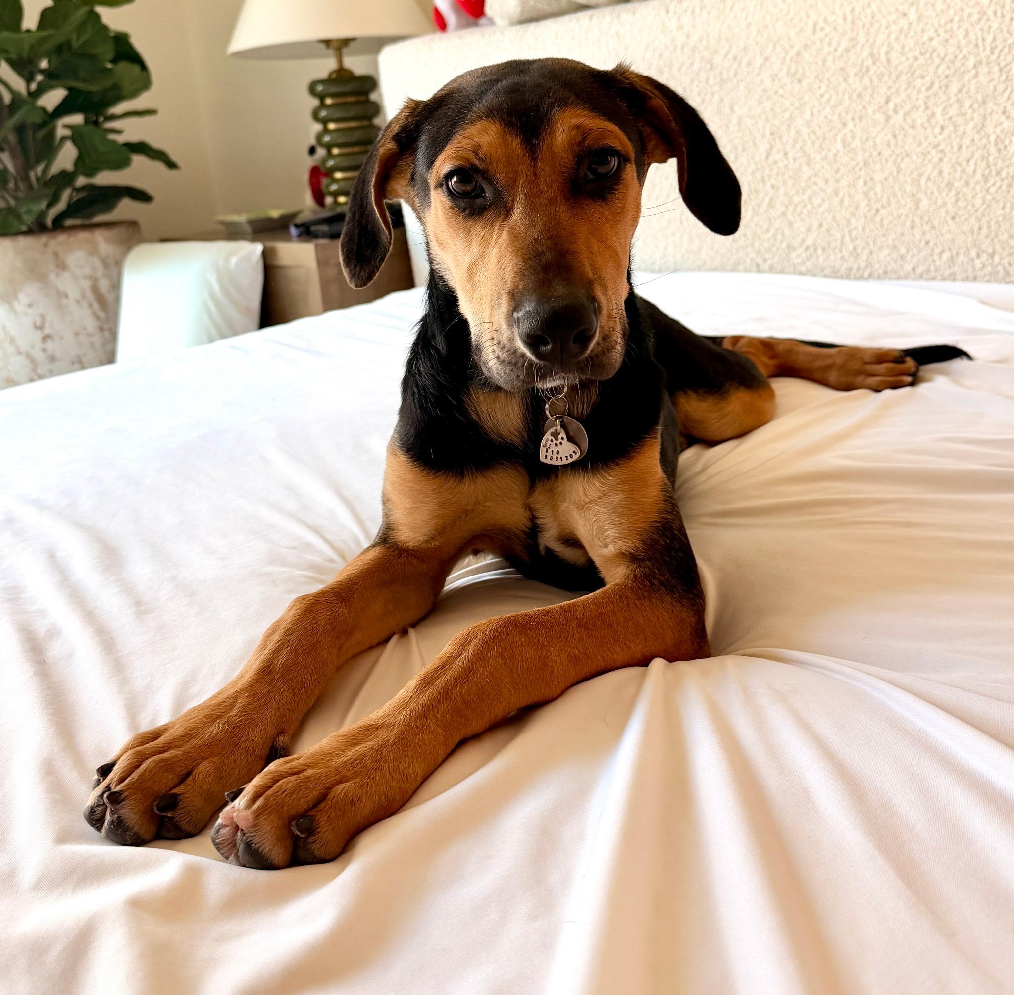 Enlarge Riley, a Adoptable mixed breed in Putnam, CT image 2/5
