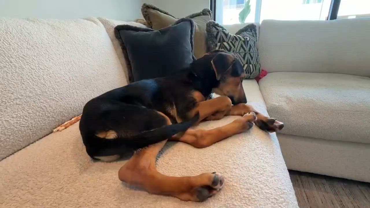 Enlarge Riley, a Adoptable mixed breed in Putnam, CT video 4/5