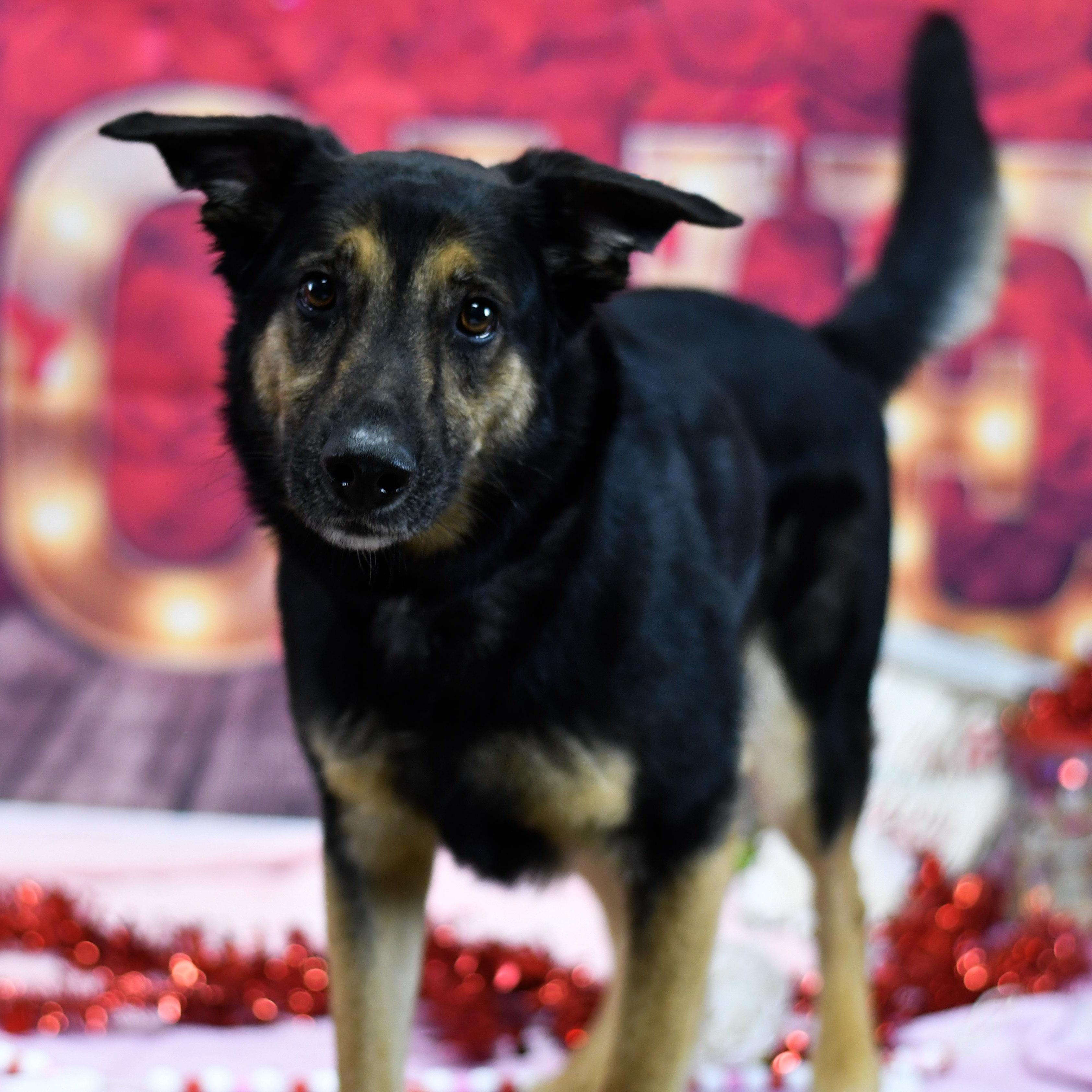 Tuck, ADOPTABLE, Adult Male Mixed Breed.