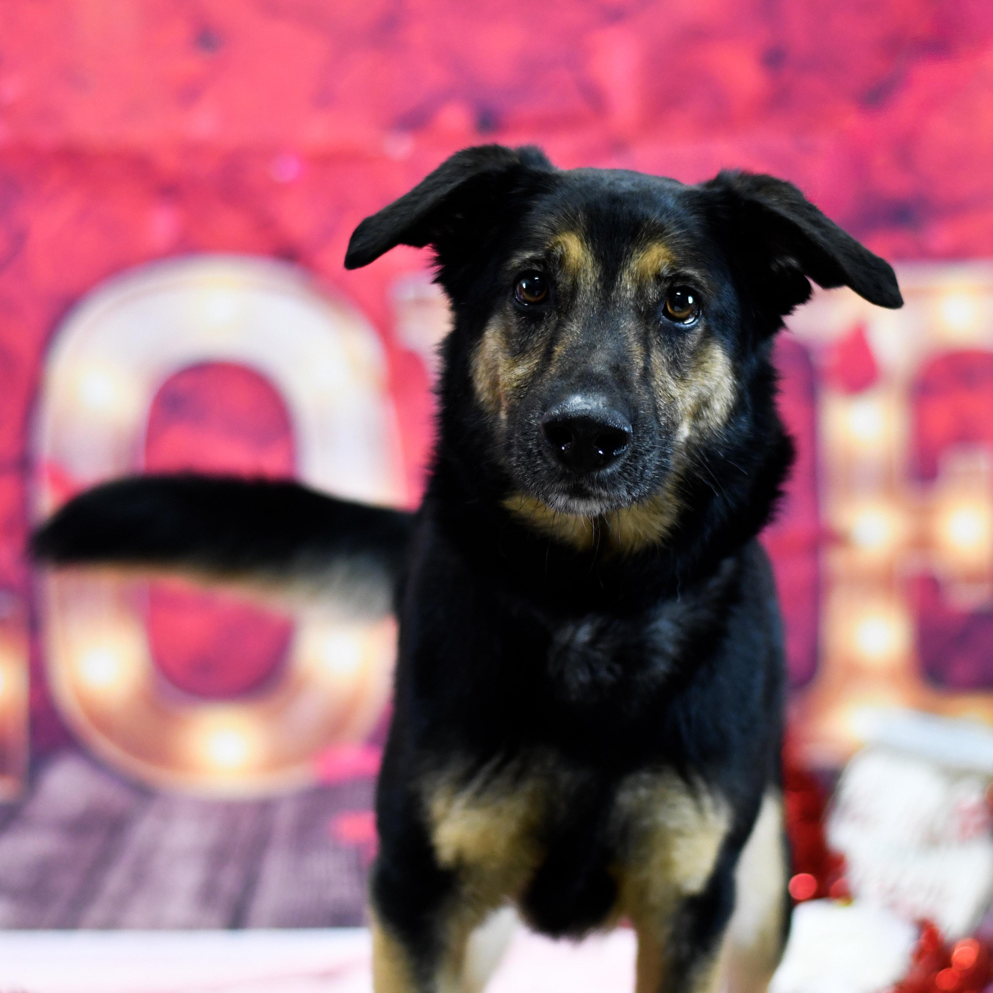 Enlarge Tuck, a ADOPTABLE Mixed Breed in Defuniak Springs, FL image 2/2