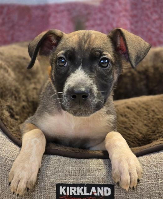 MOONSTONE, Adoptable, Puppy Female German Shepherd Dog & Mixed Breed.