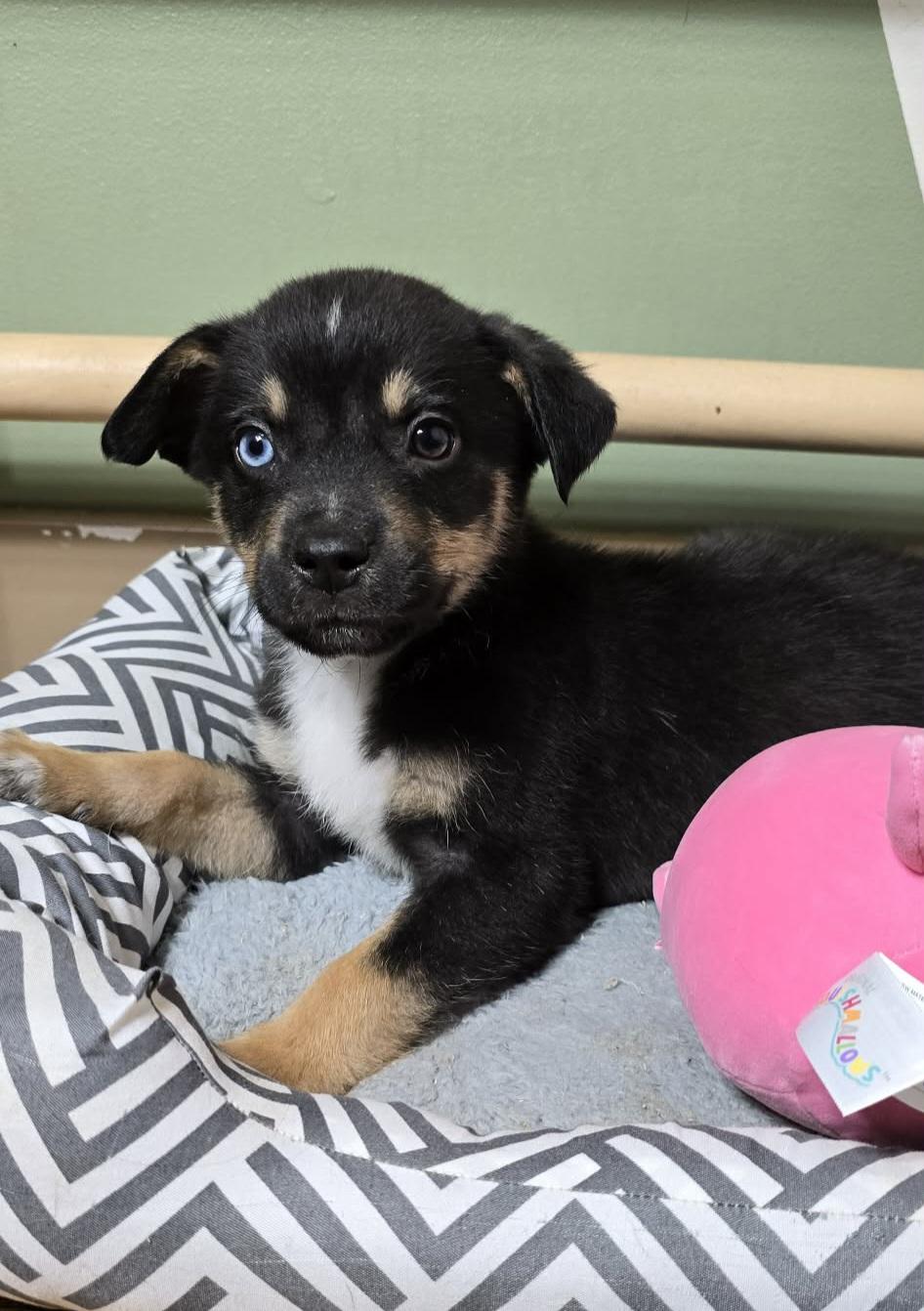 Enlarge Jayden, an adopted mixed breed in Grand Rapids, MI image 3/3