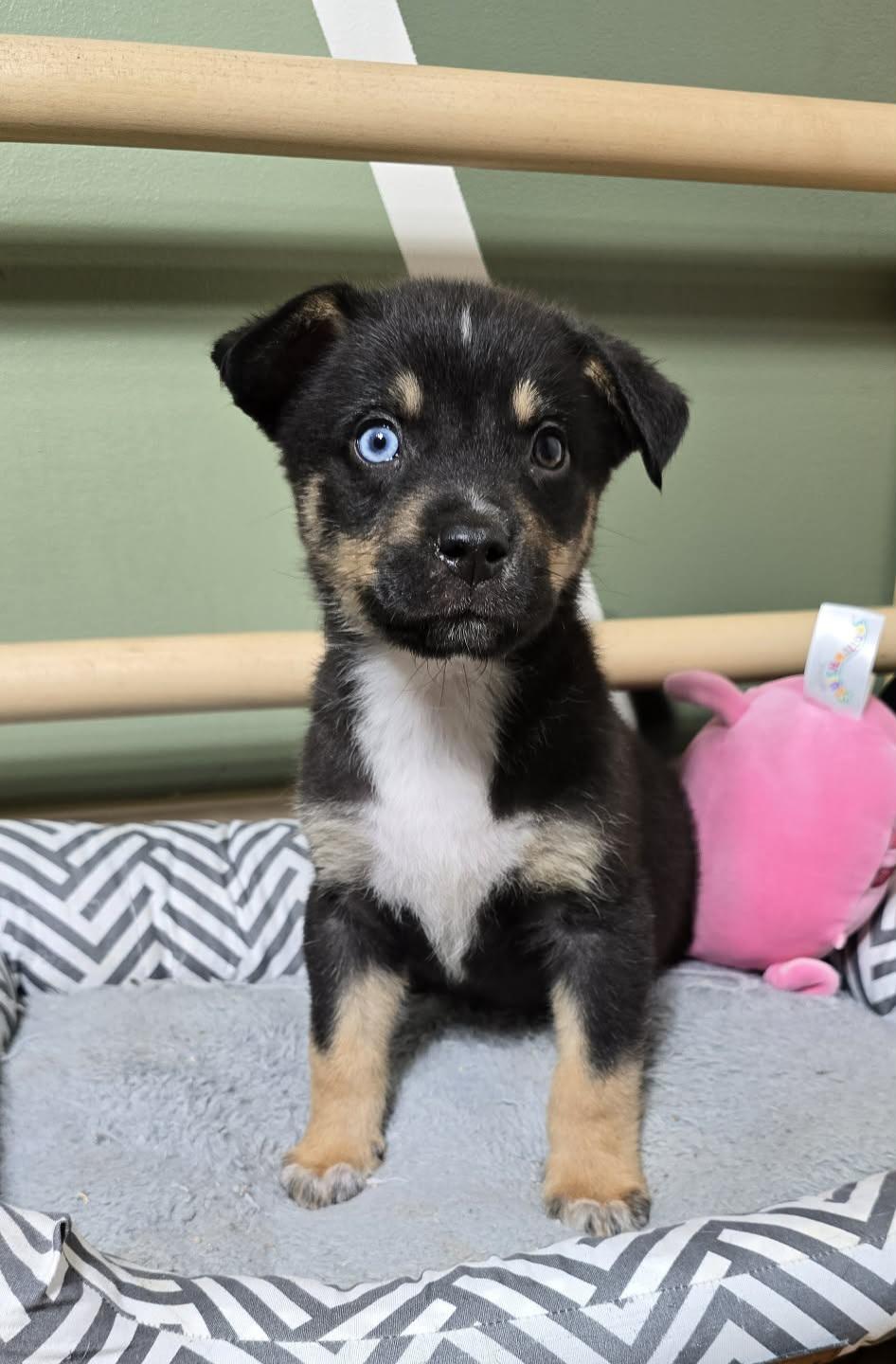 Enlarge Jayden, an adopted mixed breed in Grand Rapids, MI image 2/3