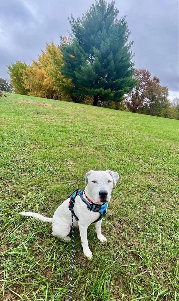 Odin, Adoptable, Adult Male American Bulldog.