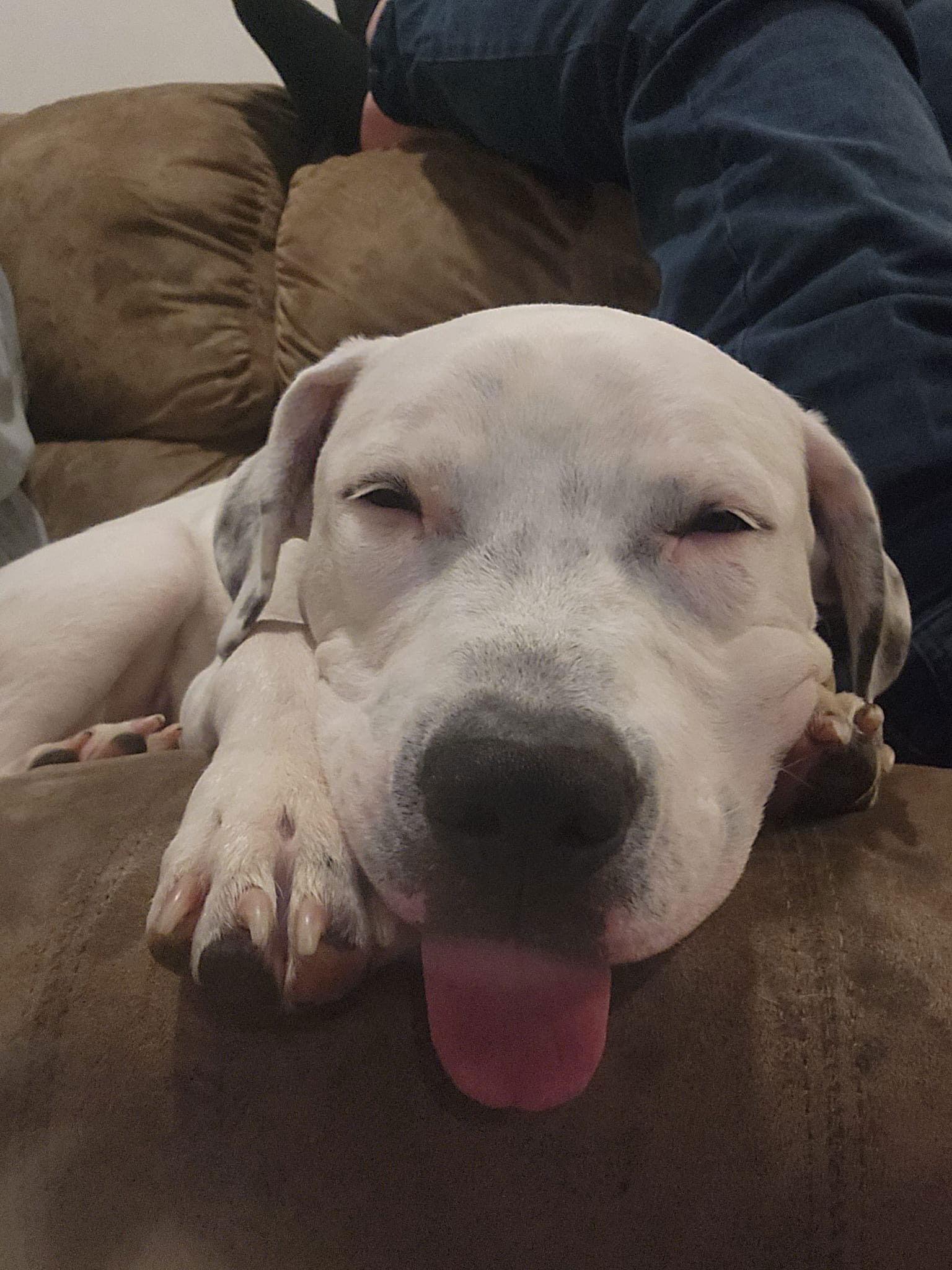 Enlarge Odin, a Adoptable American Bulldog in Barnhart, MO image 2/3