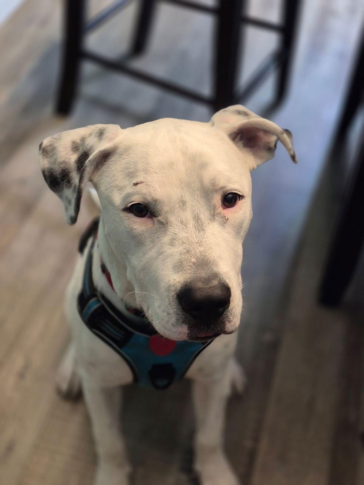 Odin, a Adoptable American Bulldog in Barnhart, MO image 3/3