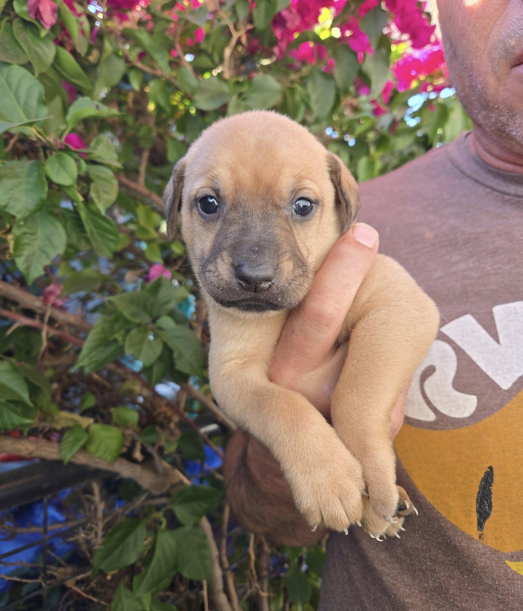 Cinnamon Toast Crunch, ADOPTABLE, Puppy Male Black Labrador Retriever & Dachshund.
