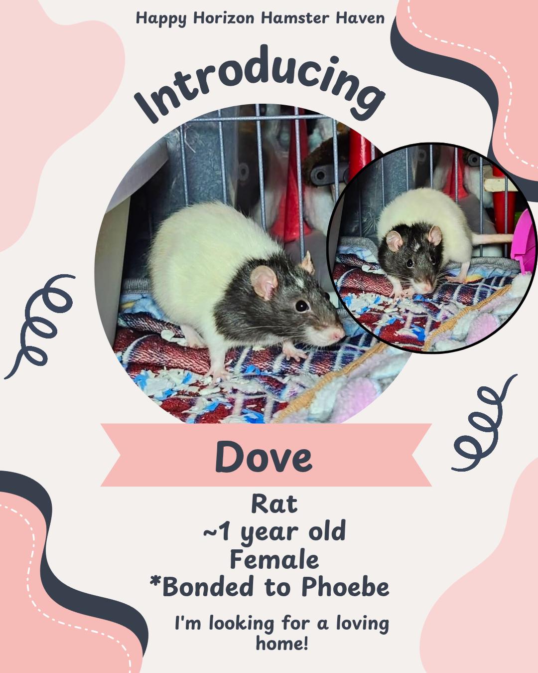 Phoebe & Dove 2