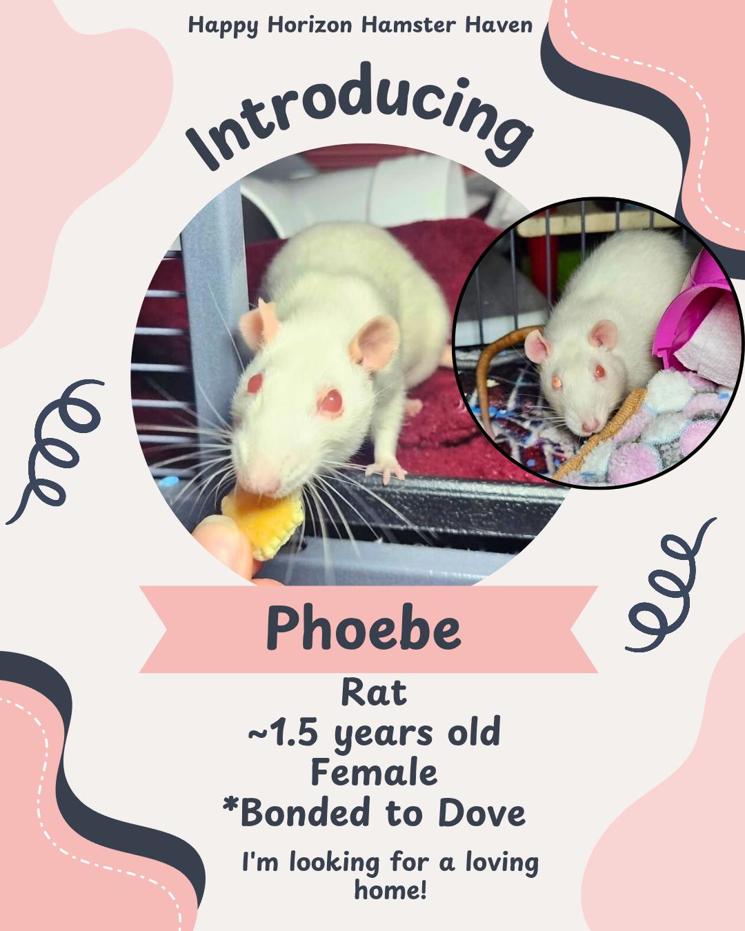 Phoebe & Dove