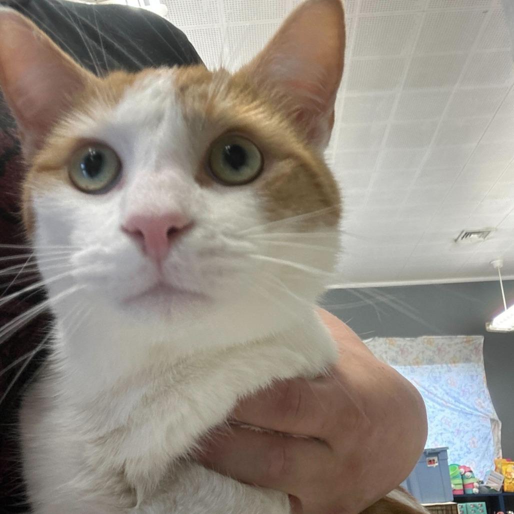 Enlarge Dock, a Adoptable Domestic Short Hair in Oak Hill, WV image 1/1