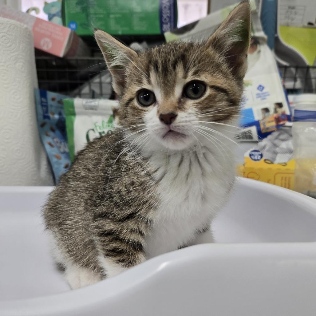 Penelope #402, Adoptable, Kitten Female Domestic Short Hair.