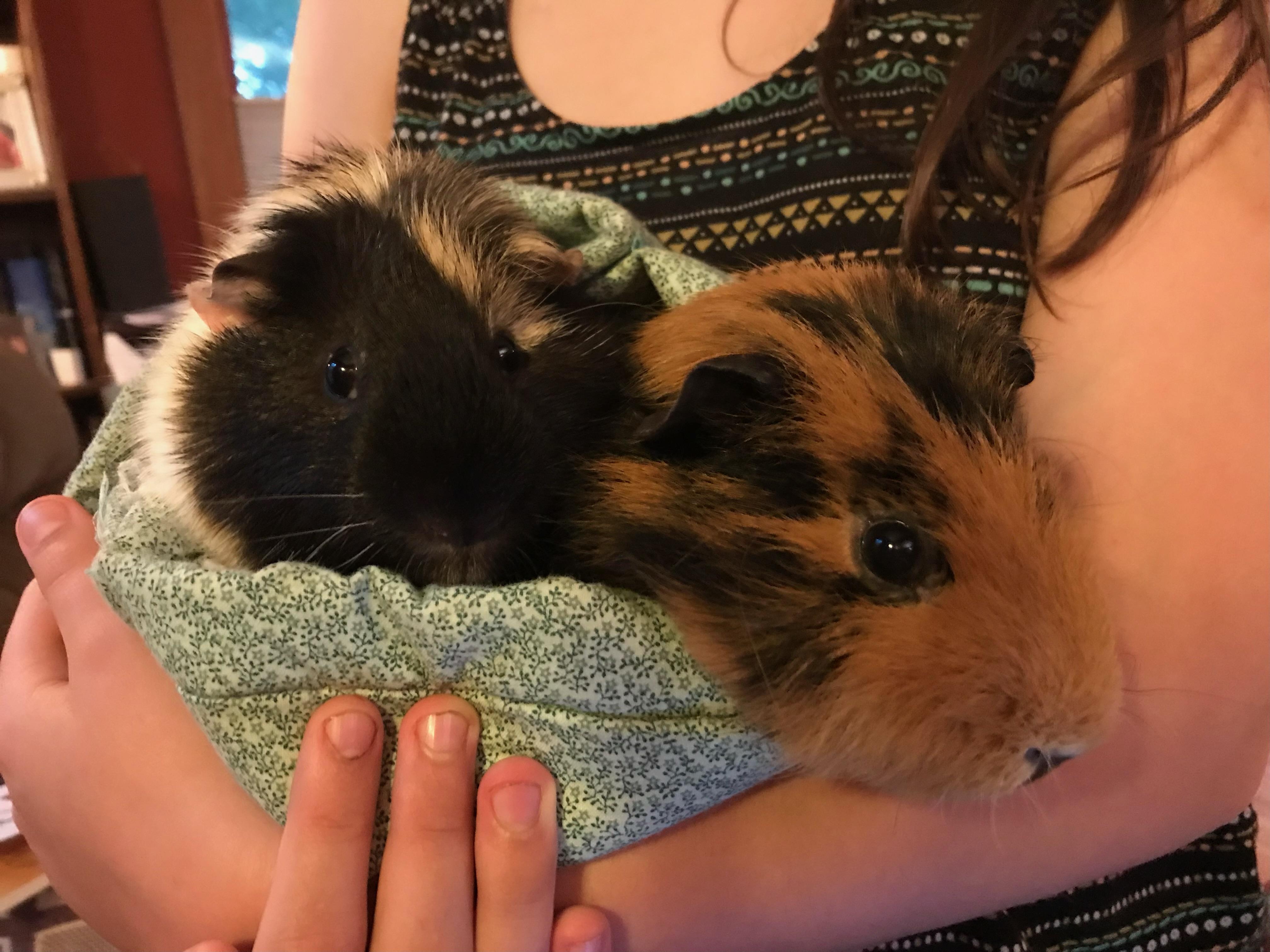 Gimli photo 4