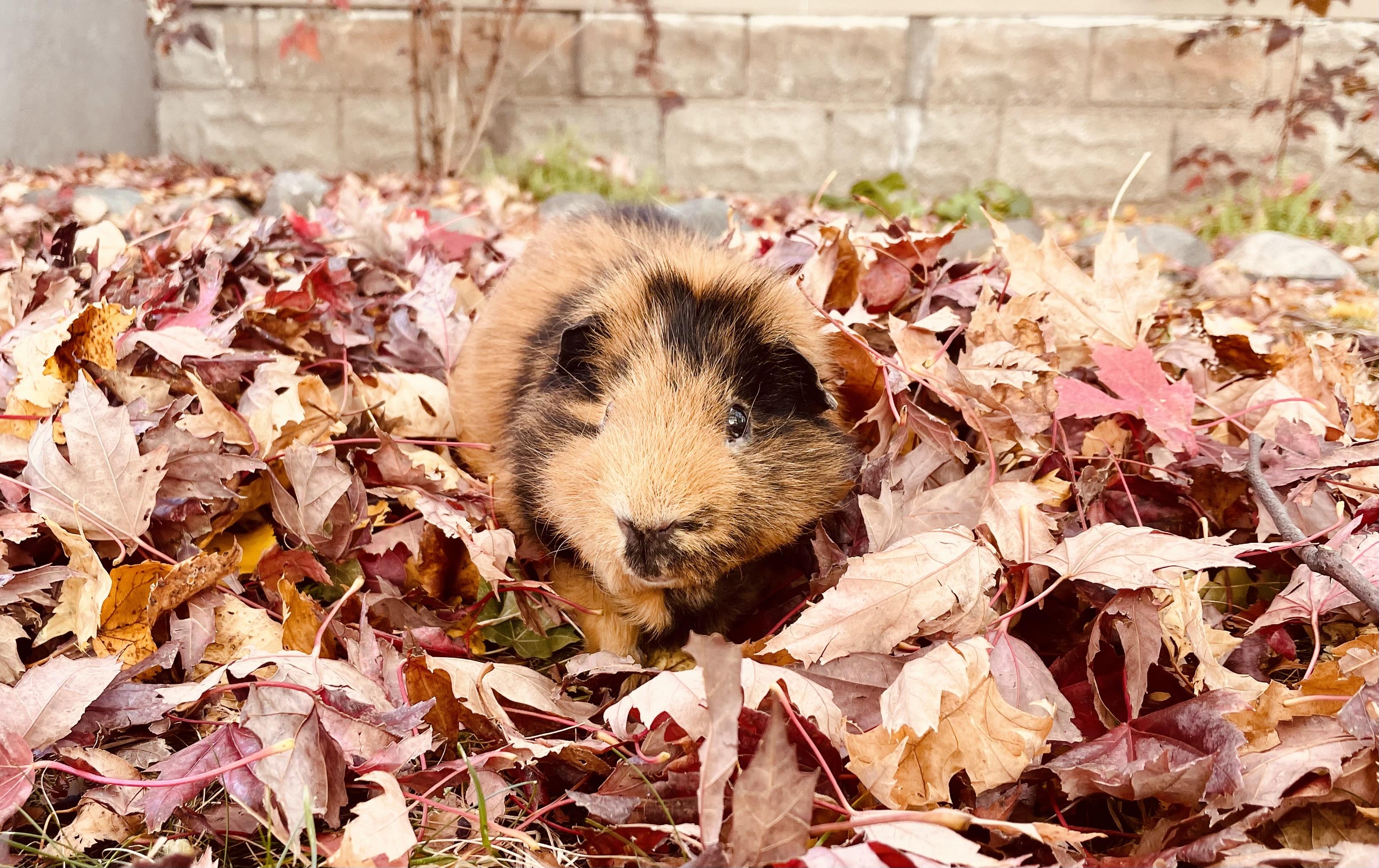 Gimli photo 3
