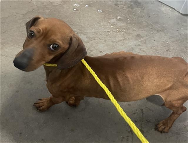 Slinky, Adoptable, Adult Male Dachshund.