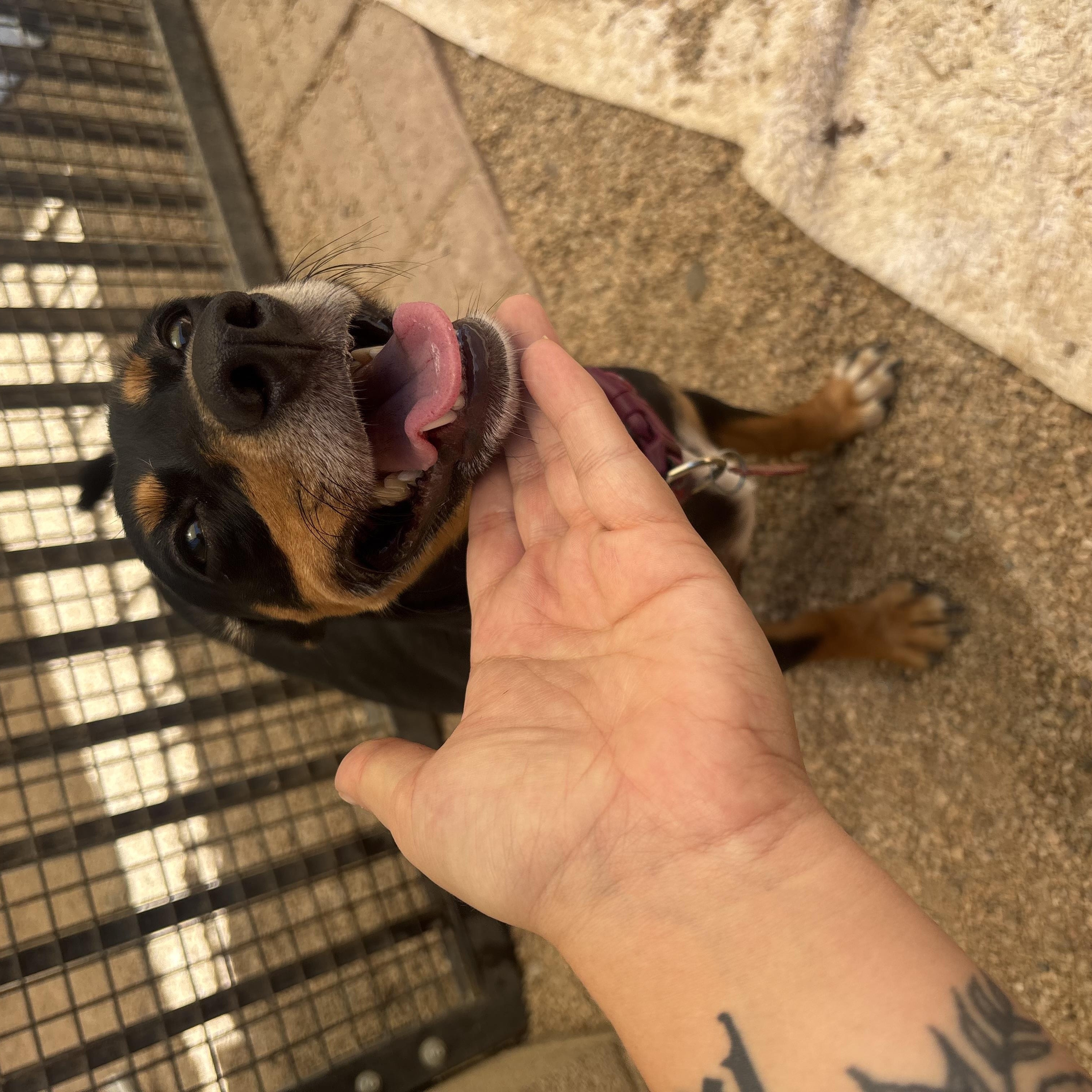 Enlarge Doppler, a Adoptable mixed breed in Phoenix, AZ image 5/5