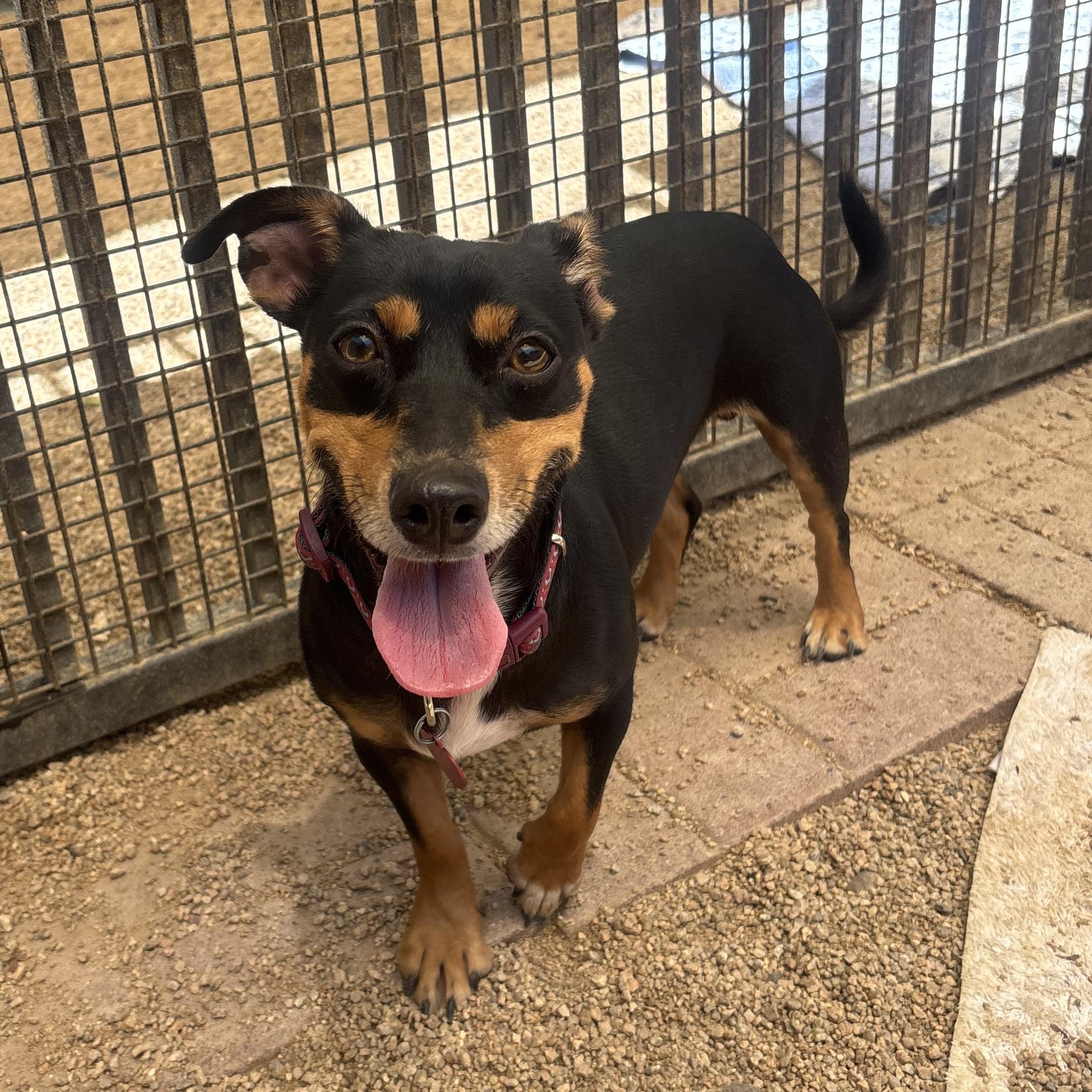 Enlarge Doppler, a Adoptable mixed breed in Phoenix, AZ image 3/5