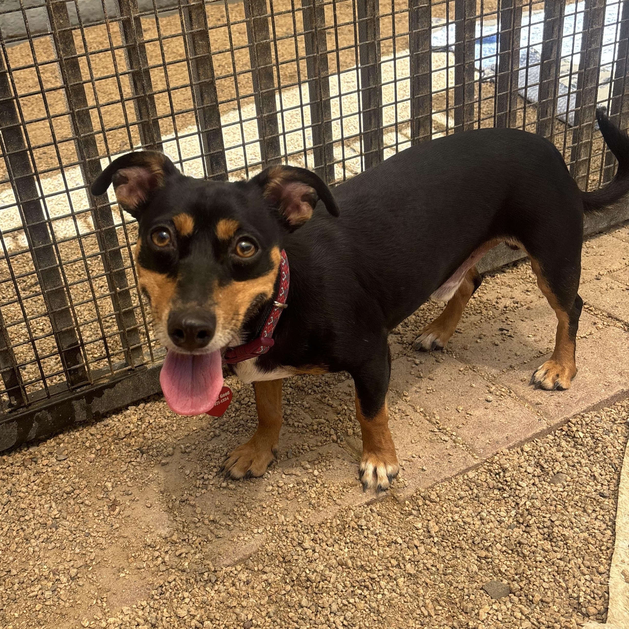 Doppler, Adoptable, Adult Male Dachshund.