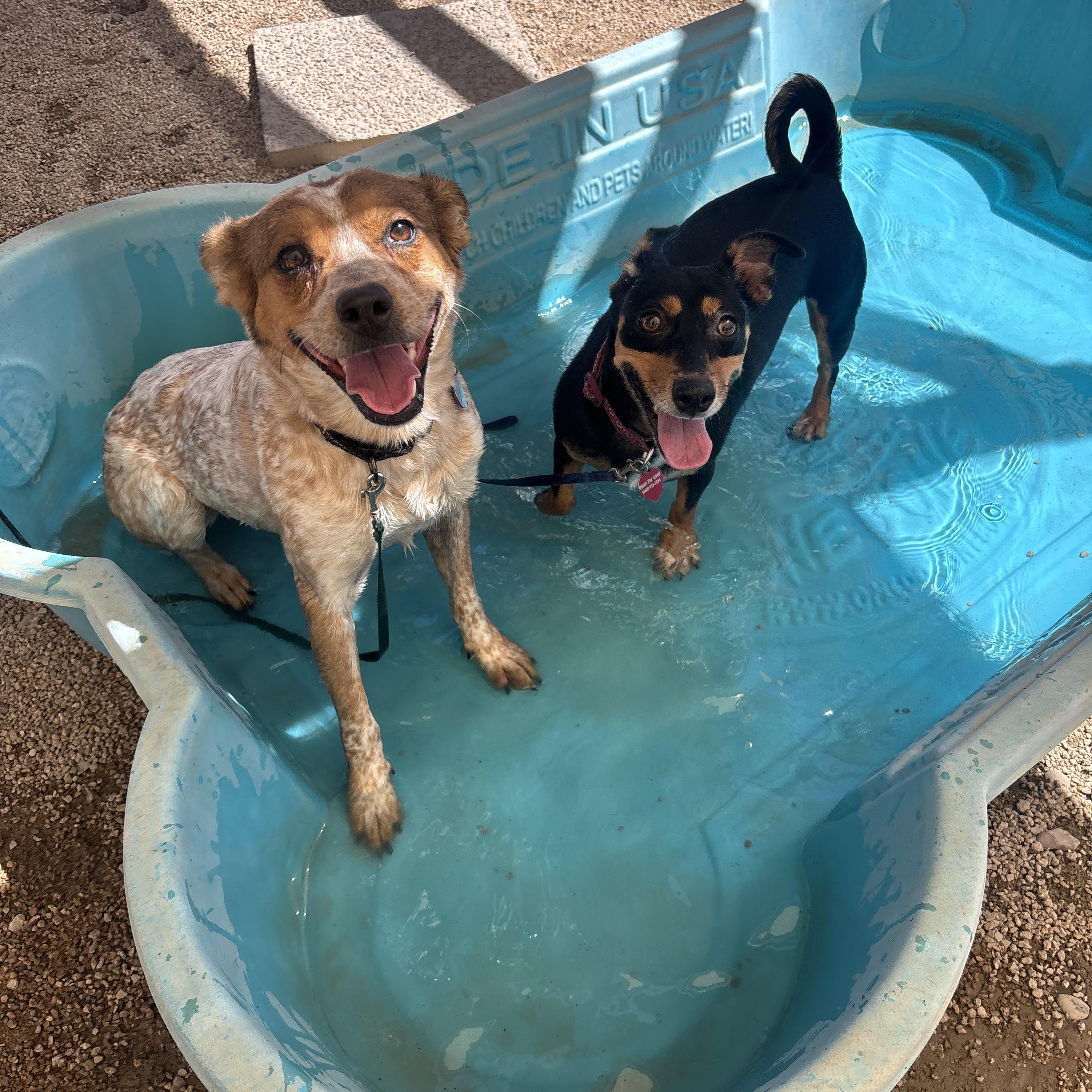Enlarge Doppler, a Adoptable mixed breed in Phoenix, AZ image 2/5