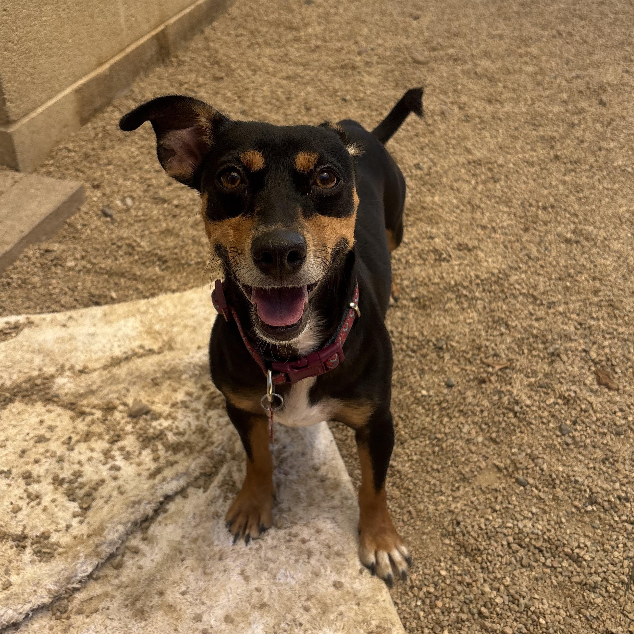 Enlarge Doppler, a Adoptable mixed breed in Phoenix, AZ image 4/5