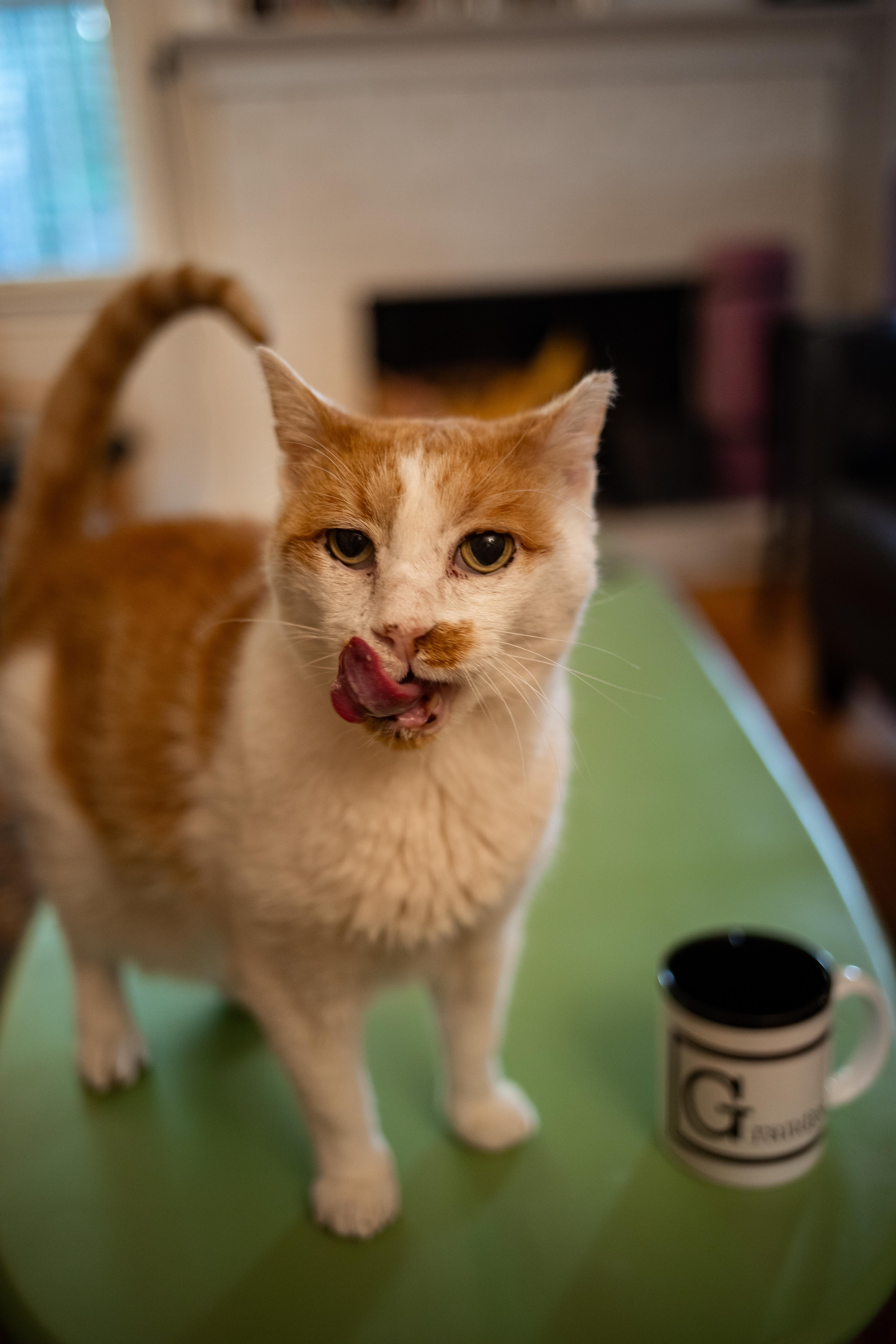 Enlarge Grandpa (lap cat), a Adoptable Domestic Short Hair in Avondale Estates, GA image 2/6