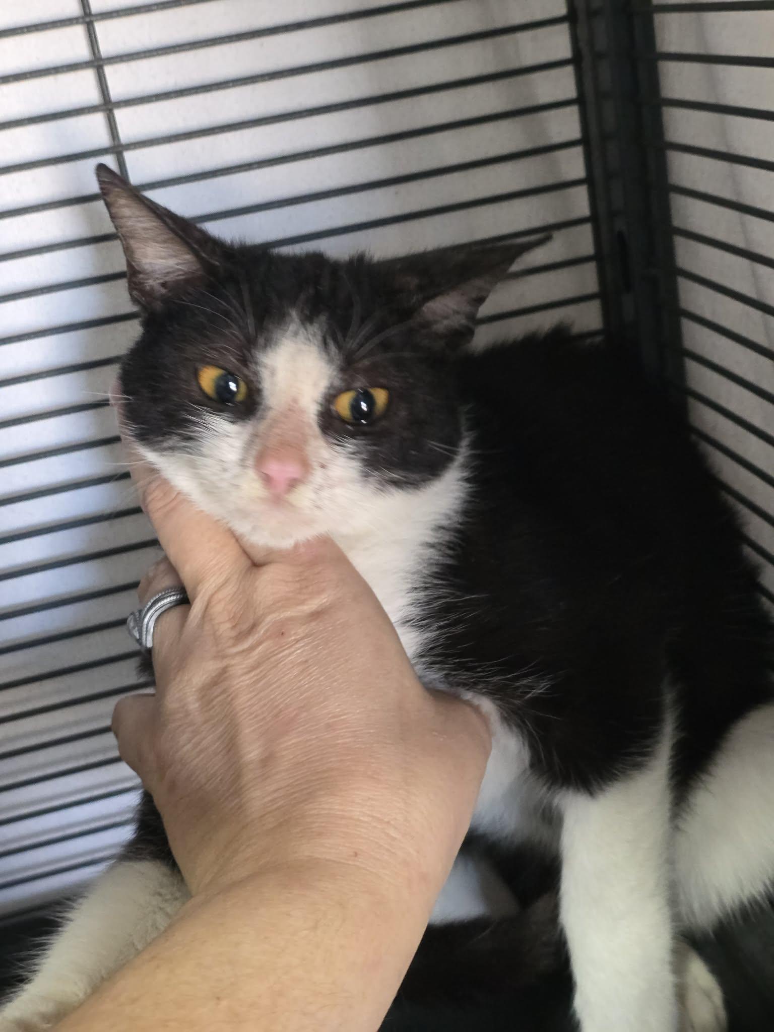 Kit Kat, adopted, Kitten Male Domestic Short Hair.