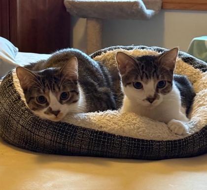 Fowler, Adoptable, Kitten Male Domestic Short Hair & Domestic Short Hair.