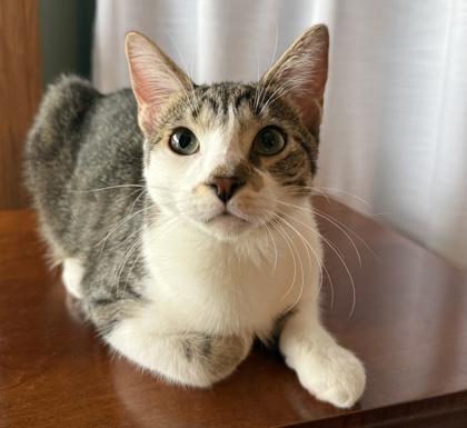 Fowler, a Adoptable Domestic Short Hair in Elk Grove Village, IL image 2/3