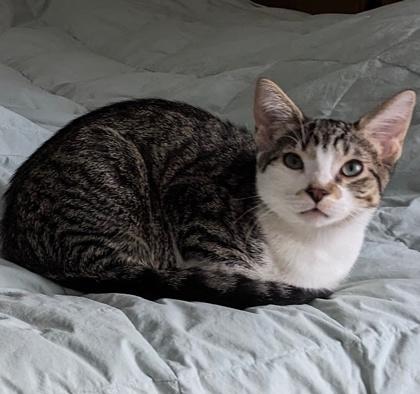 Fowler, Adoptable, Kitten Male Domestic Short Hair & Domestic Short Hair.