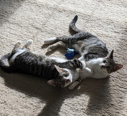 Fowler, a Adoptable Domestic Short Hair in Elk Grove Village, IL image 3/3