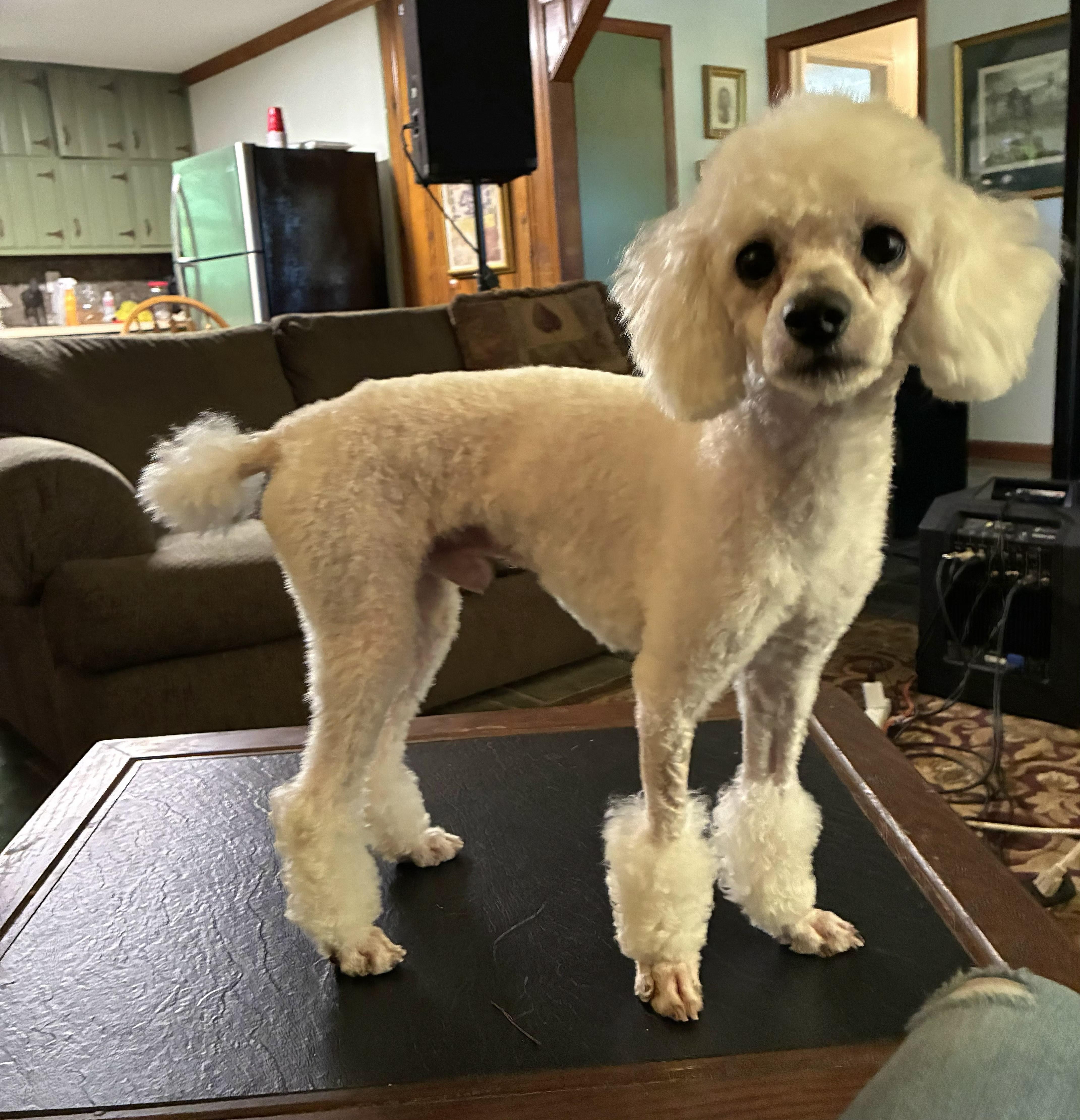 Louis XIV , ADOPTABLE, Young Male Poodle.