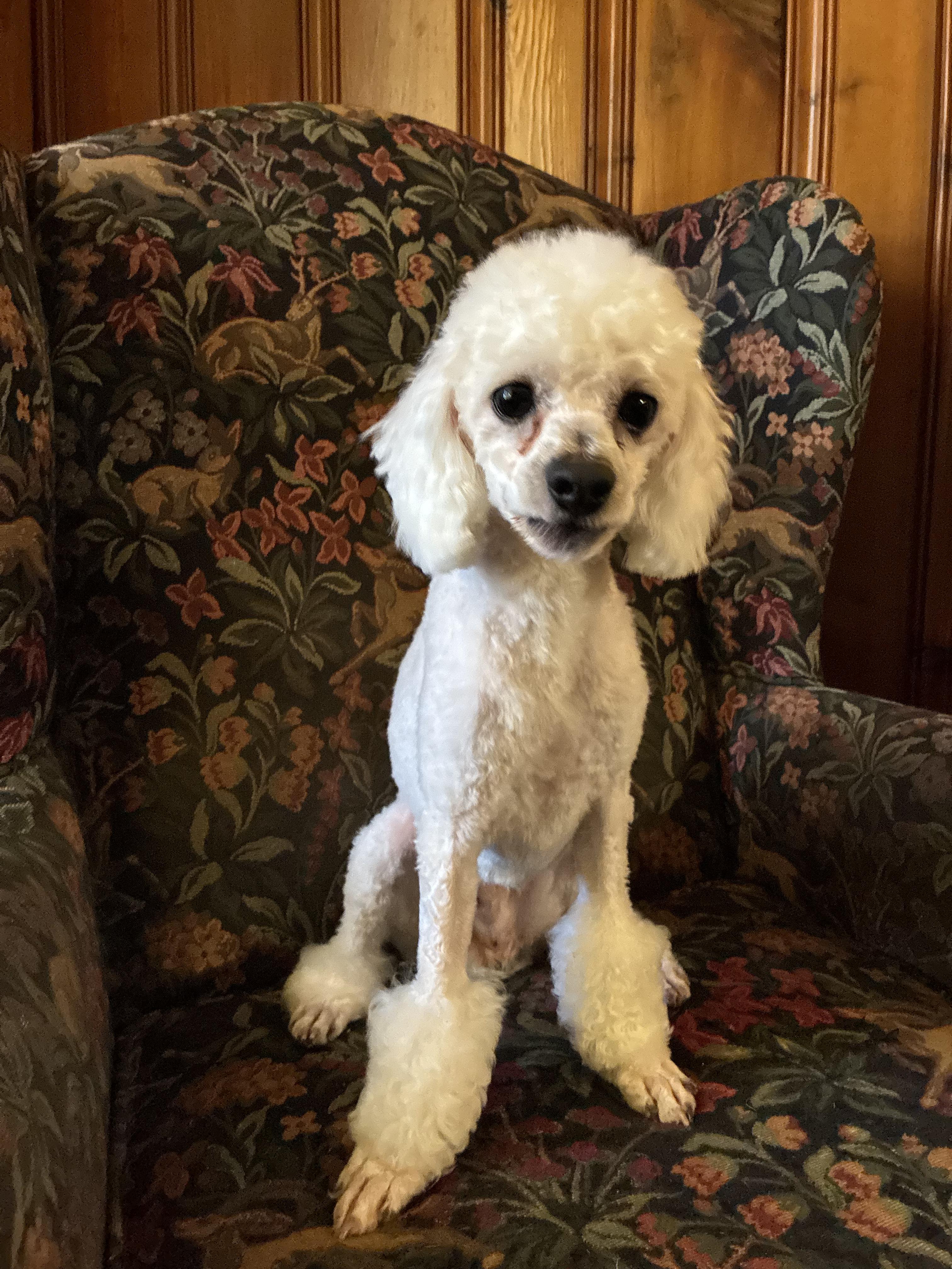 Enlarge Louis XIV , a ADOPTABLE Poodle in McDonough, GA image 2/2