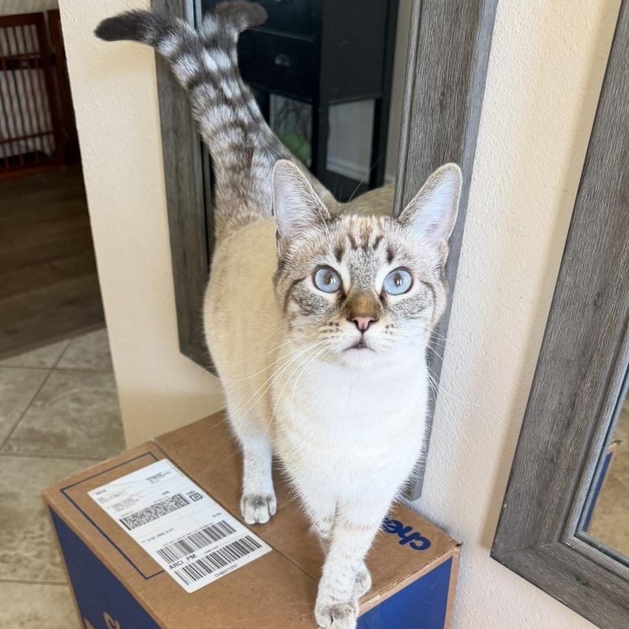Jackie P Lynx, Adoptable, Kitten Female Siamese.